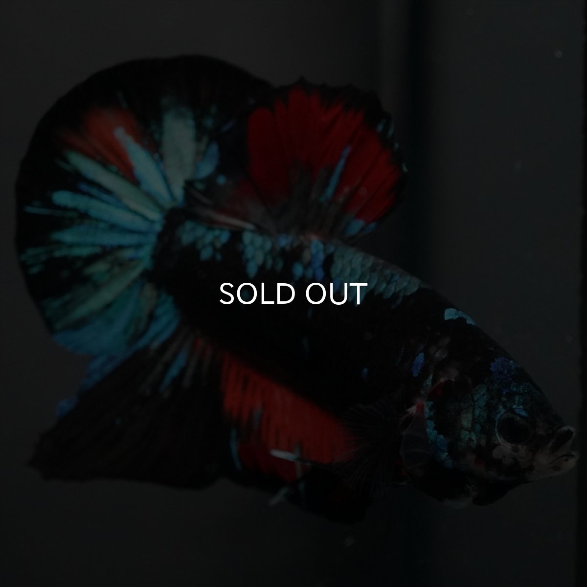 画像3: GHMPK ブラックスター　変わり柄 (3)