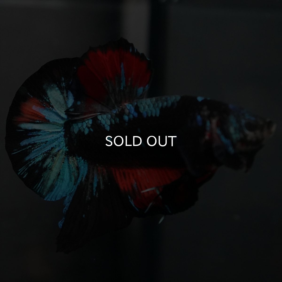 画像6: GHMPK ブラックスター　変わり柄 (6)