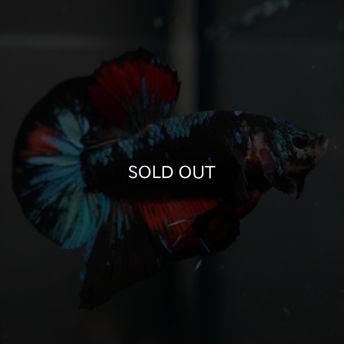 画像5: GHMPK ブラックスター　変わり柄 (5)