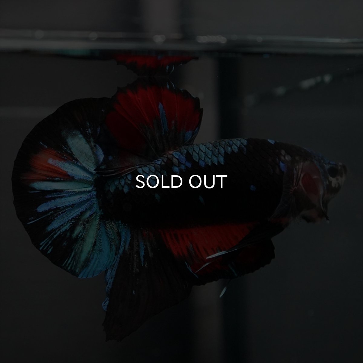 画像4: GHMPK ブラックスター　変わり柄 (4)