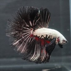 画像1: HM プラチナブラックレッドドラゴン (1)