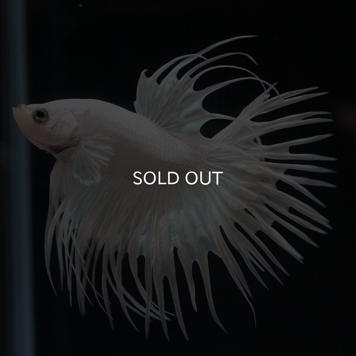 画像9: CT プラチナホワイト (9)