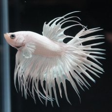 画像9: CT プラチナホワイト (9)