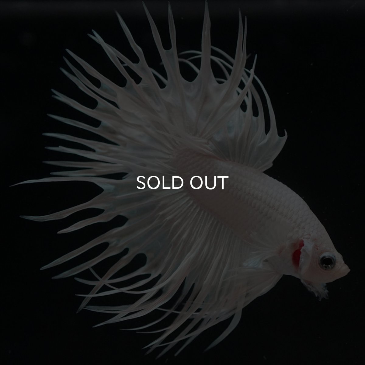 画像2: CT プラチナホワイト (2)