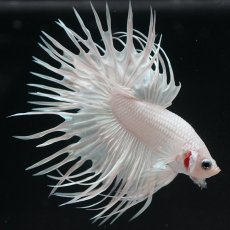 画像2: CT プラチナホワイト (2)