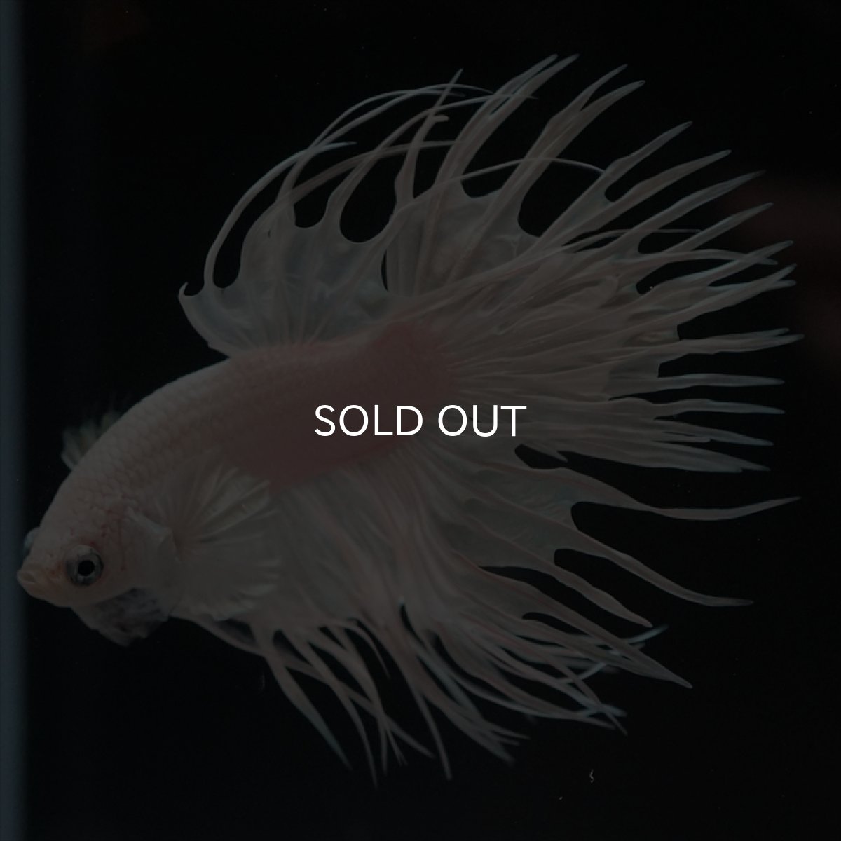 画像8: CT プラチナホワイト (8)