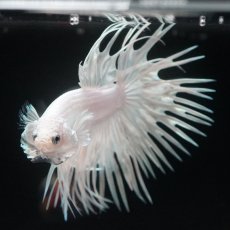 画像7: CT プラチナホワイト (7)