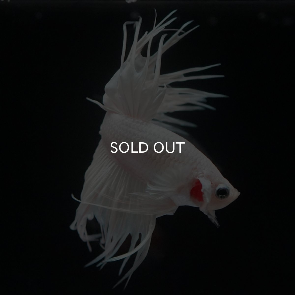 画像6: CT プラチナホワイト (6)