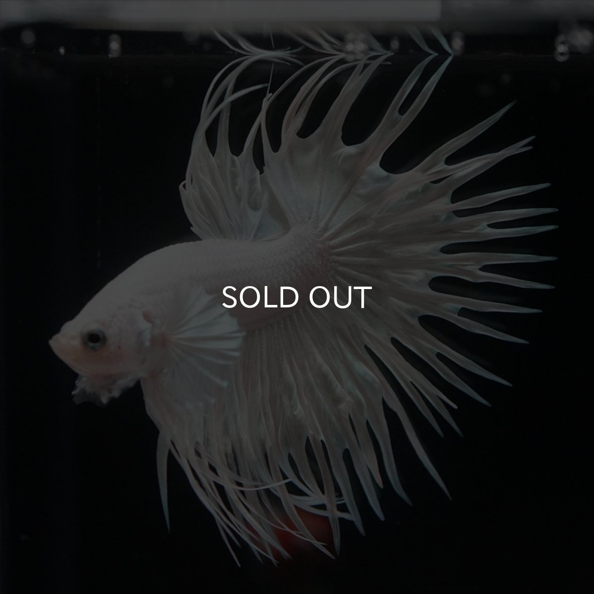 画像5: CT プラチナホワイト (5)