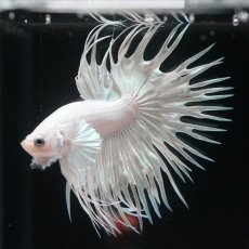 画像5: CT プラチナホワイト (5)