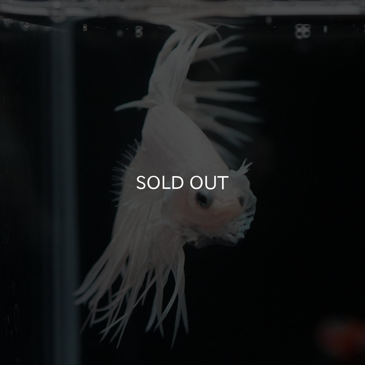 画像4: CT プラチナホワイト (4)