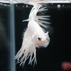 画像4: CT プラチナホワイト (4)