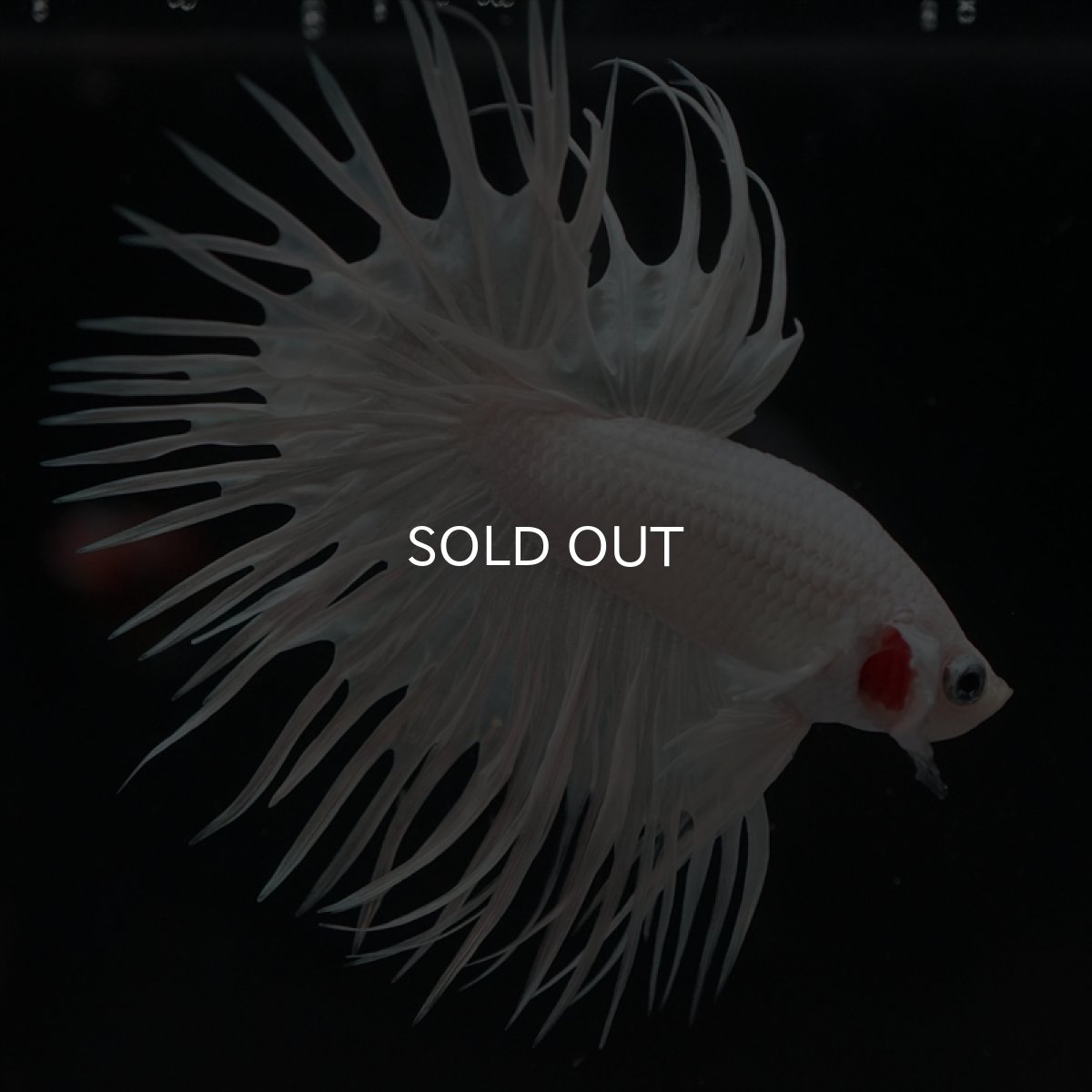 画像3: CT プラチナホワイト (3)