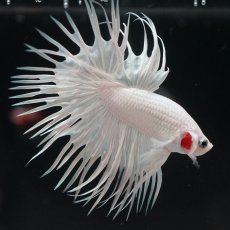 画像3: CT プラチナホワイト (3)