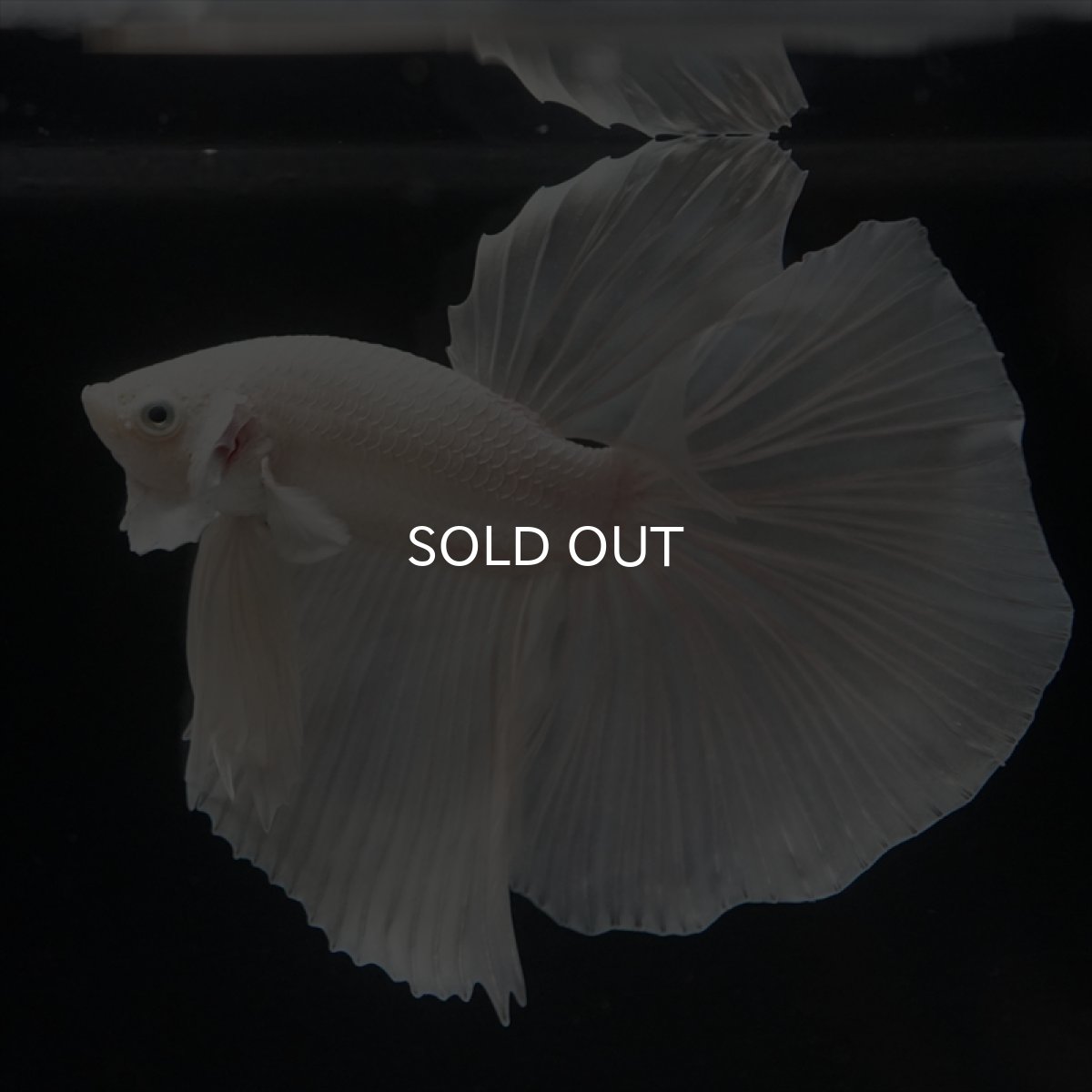 画像6: HM ホワイト (6)