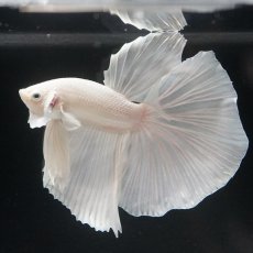画像6: HM ホワイト (6)