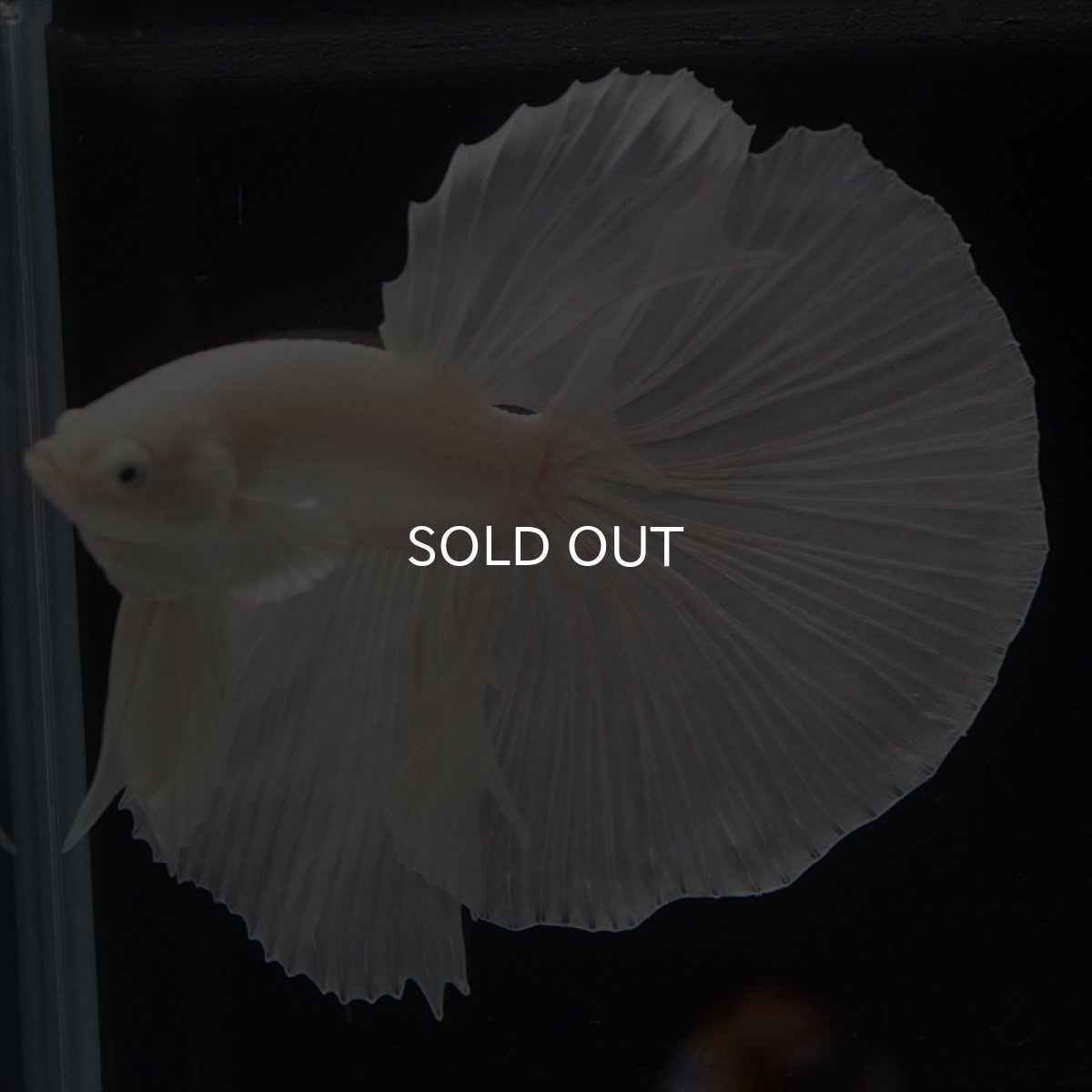 画像4: HM ホワイト (4)