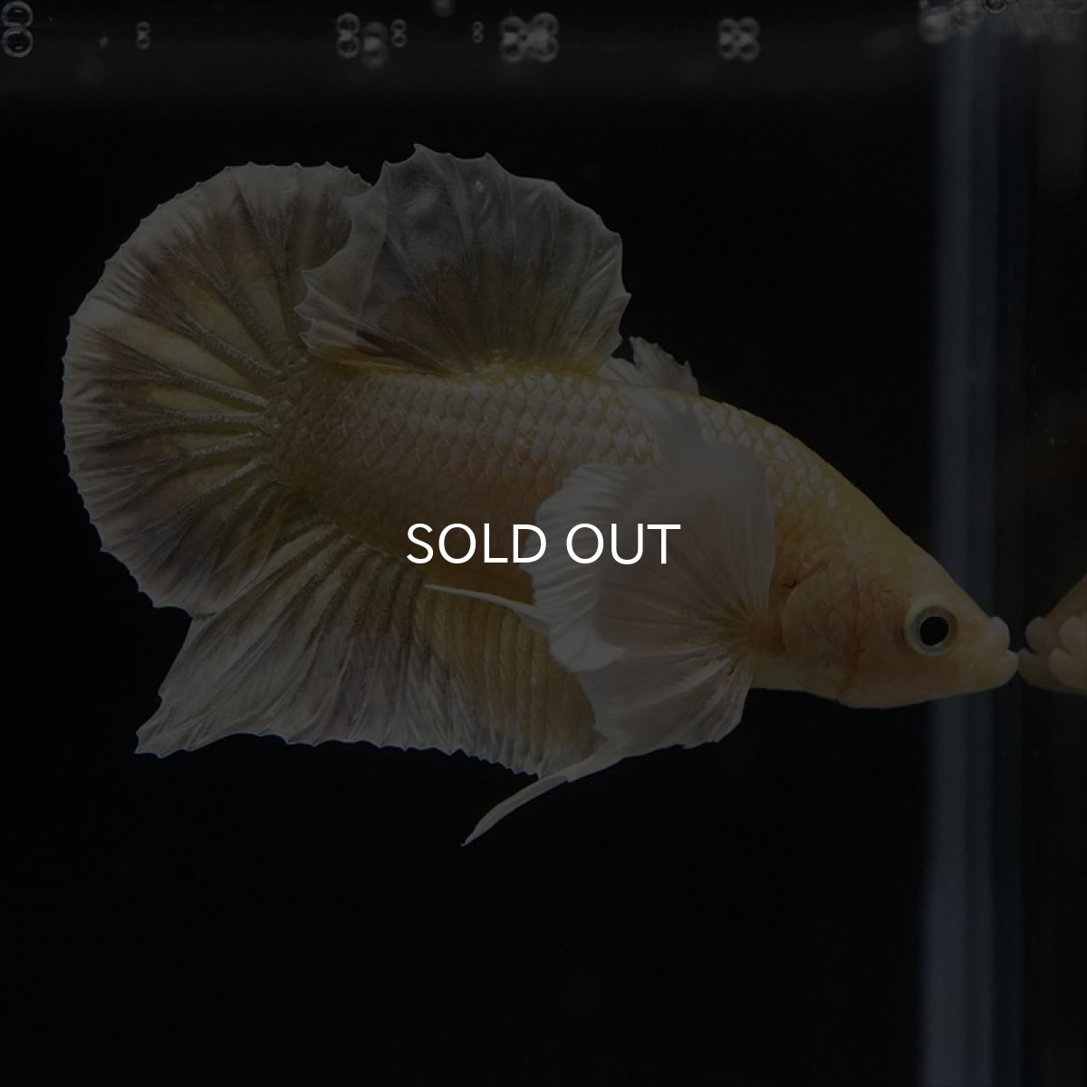 画像6: HMPK イエローゴールドダンボ (6)