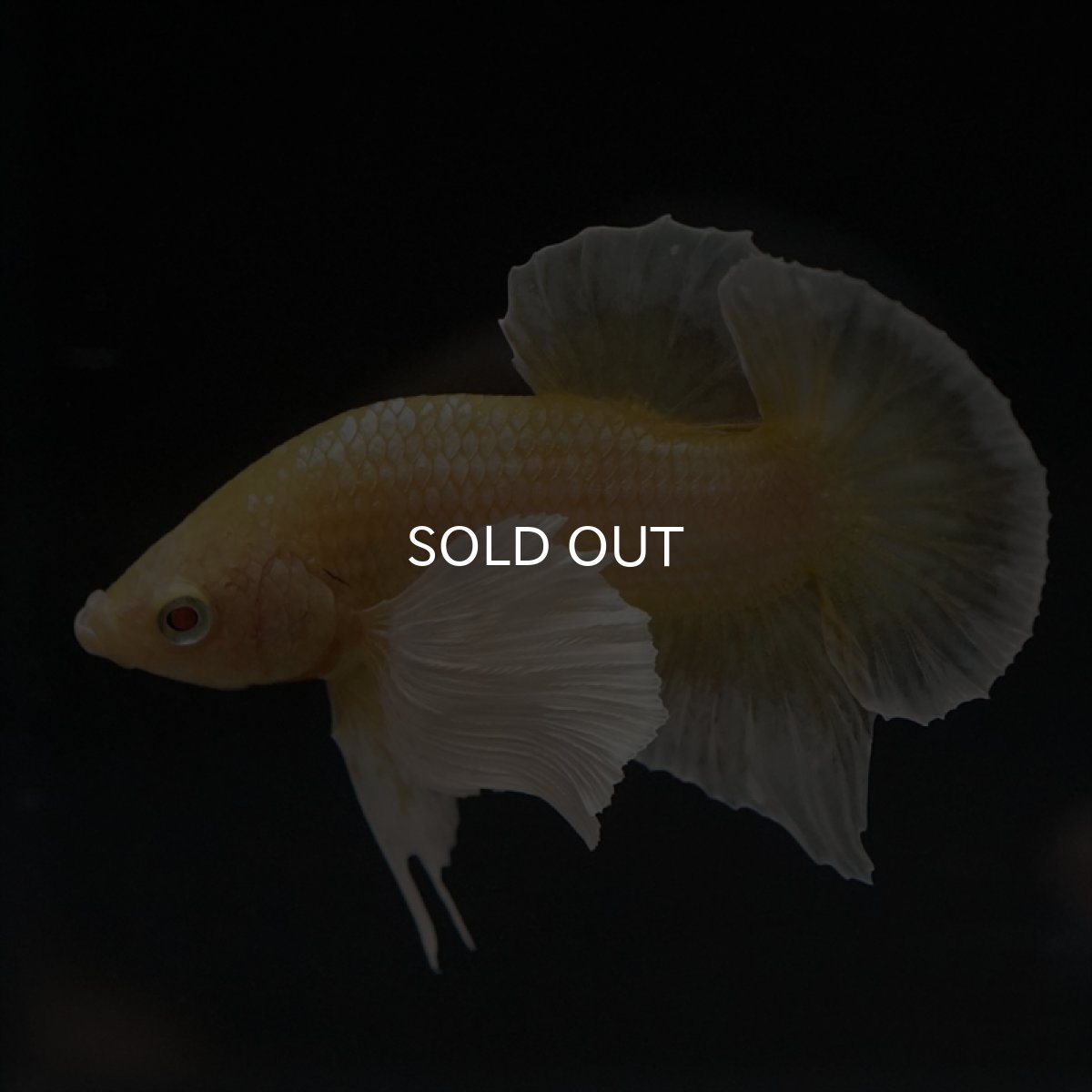 画像12: HMPK イエローゴールドダンボ (12)