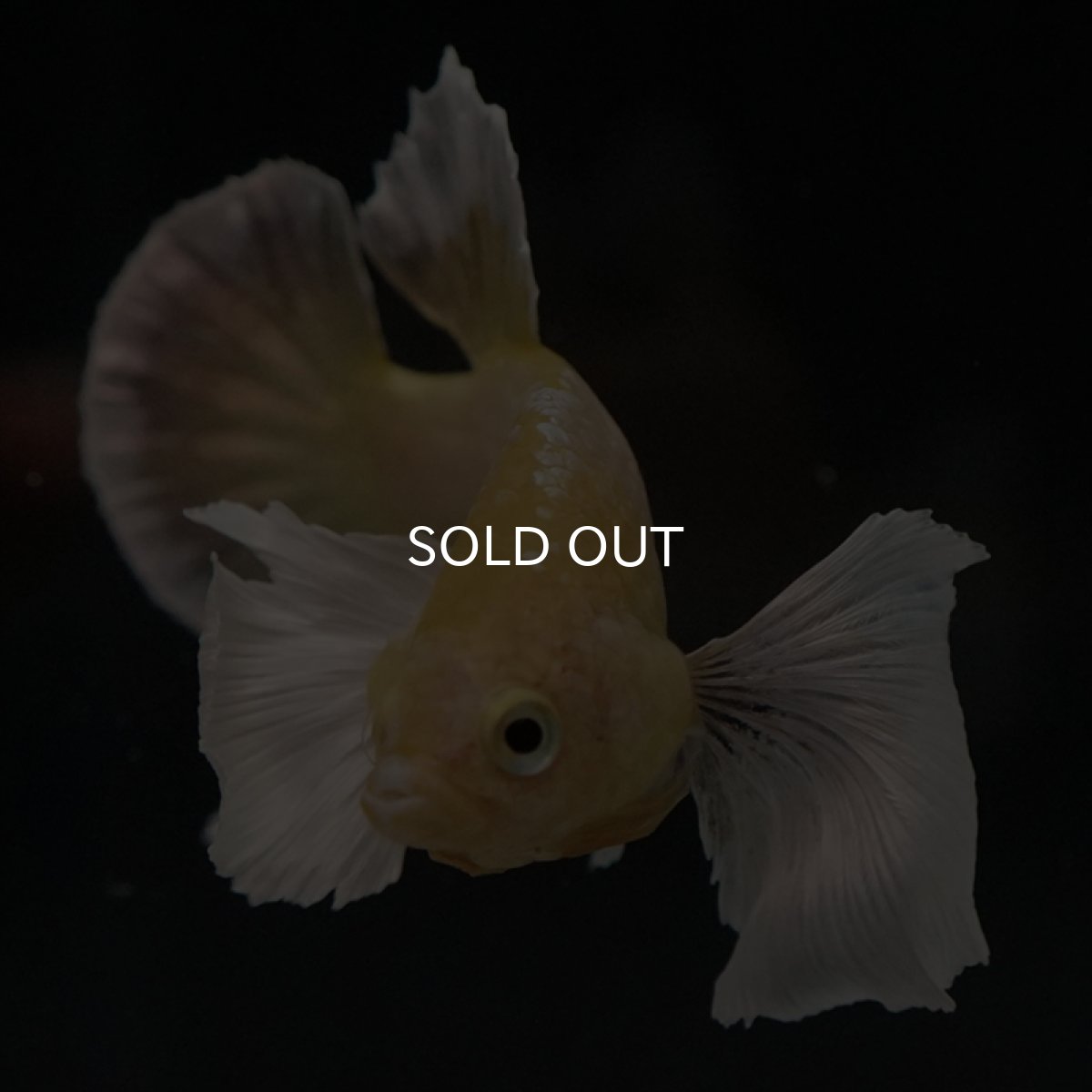 画像2: HMPK イエローゴールドダンボ (2)