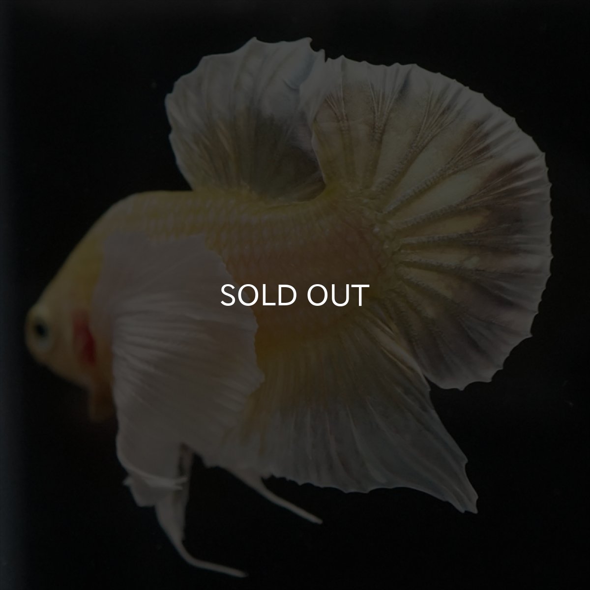 画像11: HMPK イエローゴールドダンボ (11)