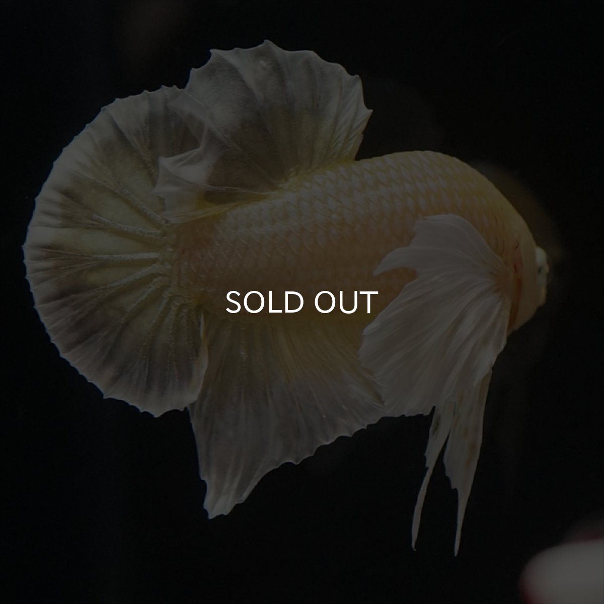 画像5: HMPK イエローゴールドダンボ (5)