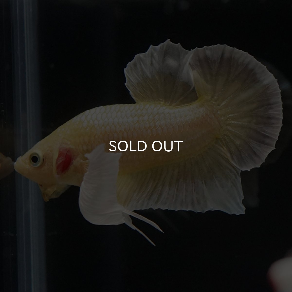 画像10: HMPK イエローゴールドダンボ (10)