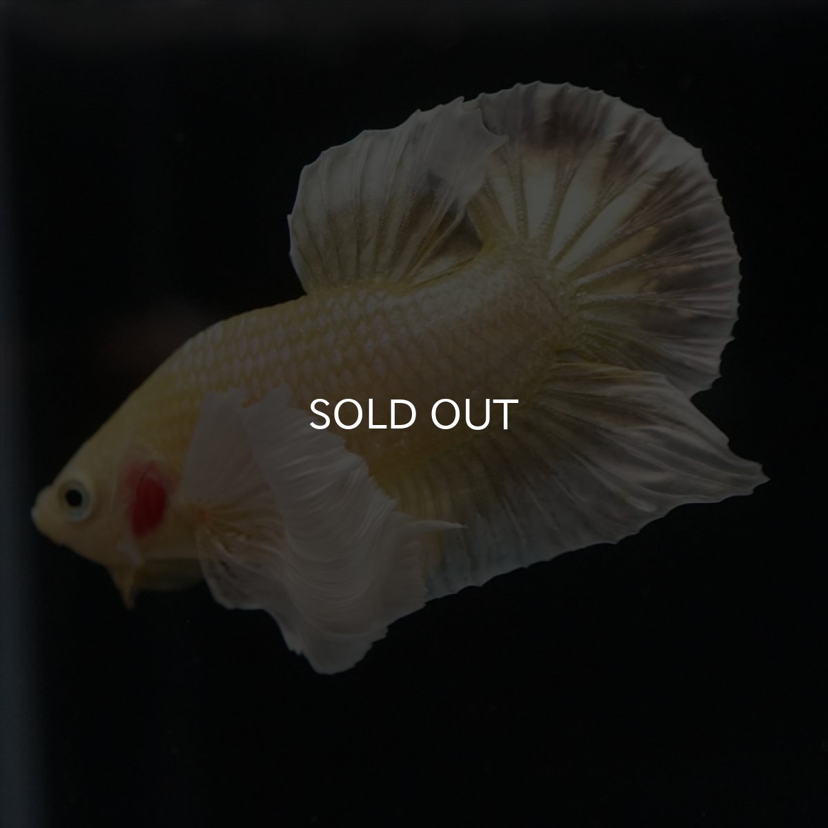 画像9: HMPK イエローゴールドダンボ (9)