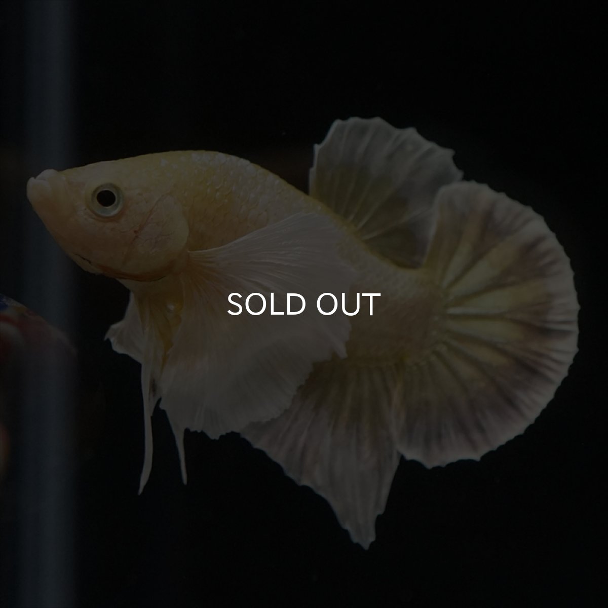 画像8: HMPK イエローゴールドダンボ (8)