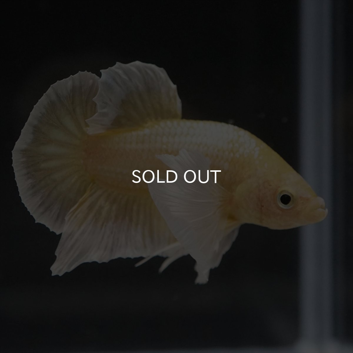 画像3: HMPK イエローゴールドダンボ (3)