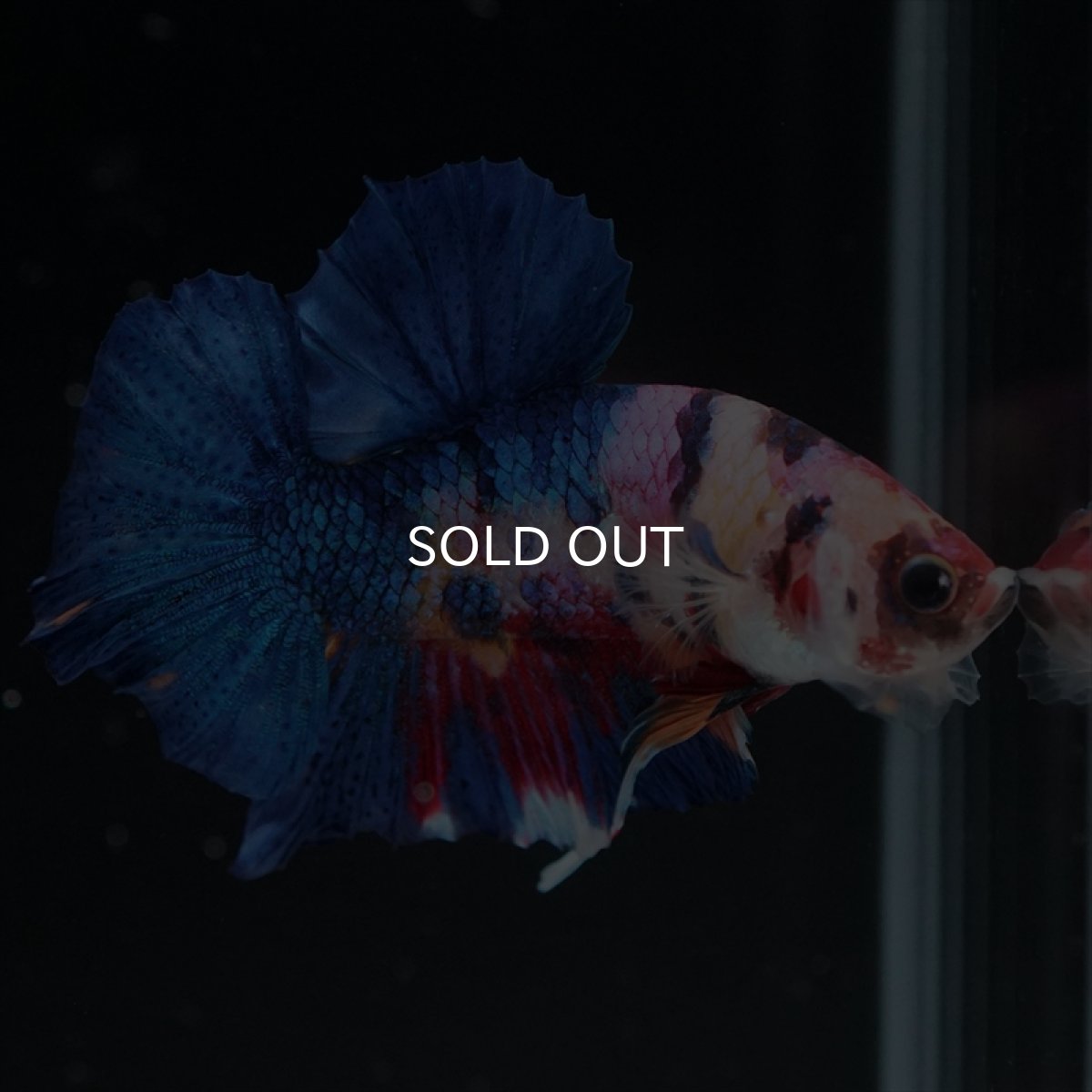 画像14: HMPK キャンディギャラクシー (14)