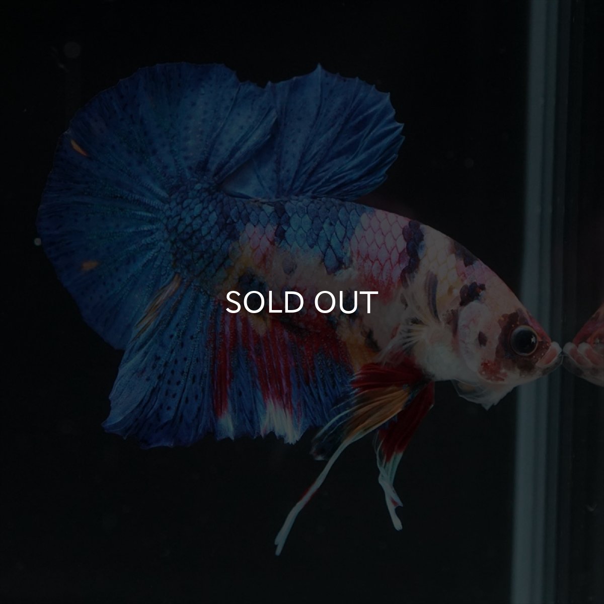 画像13: HMPK キャンディギャラクシー (13)