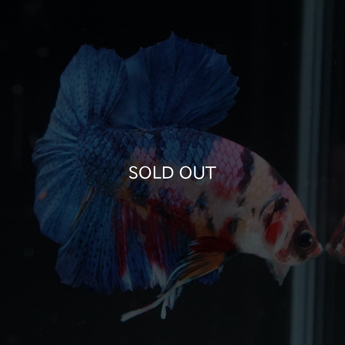 画像12: HMPK キャンディギャラクシー (12)