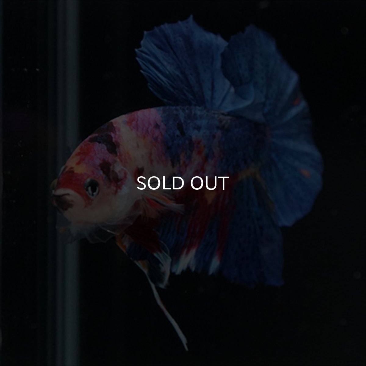 画像11: HMPK キャンディギャラクシー (11)