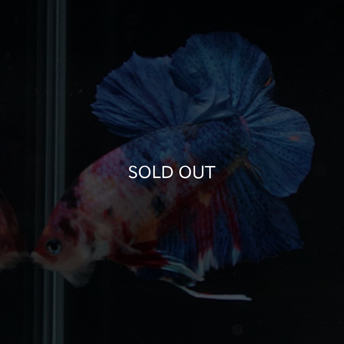 画像10: HMPK キャンディギャラクシー (10)