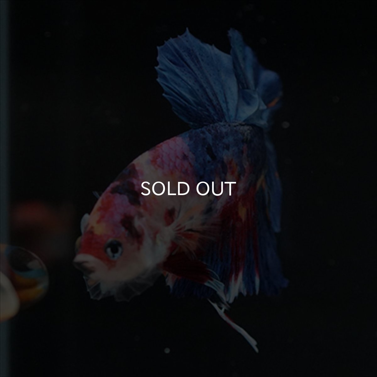 画像9: HMPK キャンディギャラクシー (9)