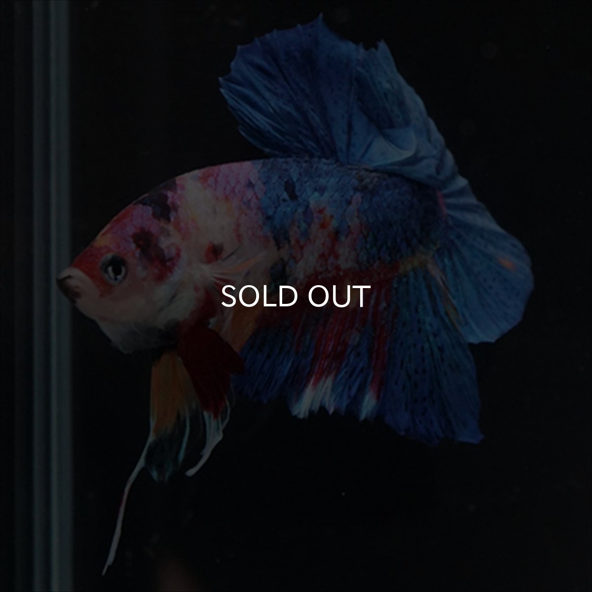 画像8: HMPK キャンディギャラクシー (8)