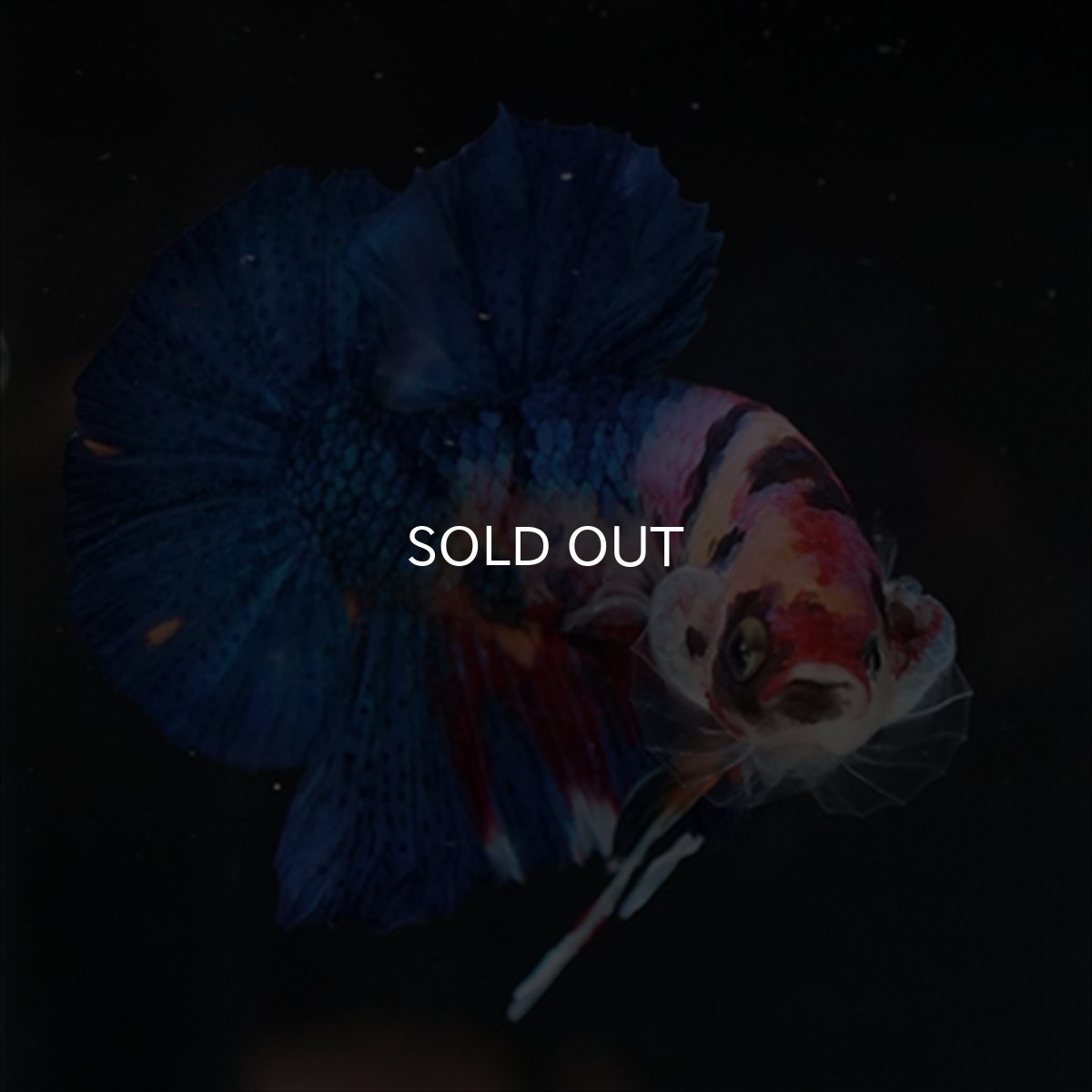 画像7: HMPK キャンディギャラクシー (7)