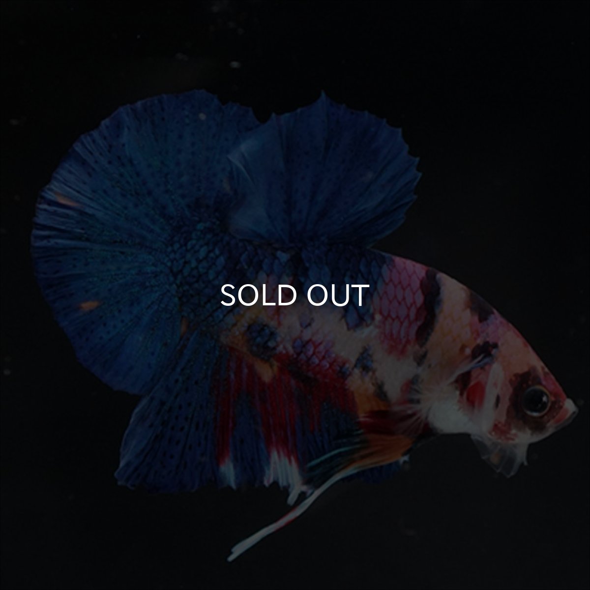 画像6: HMPK キャンディギャラクシー (6)