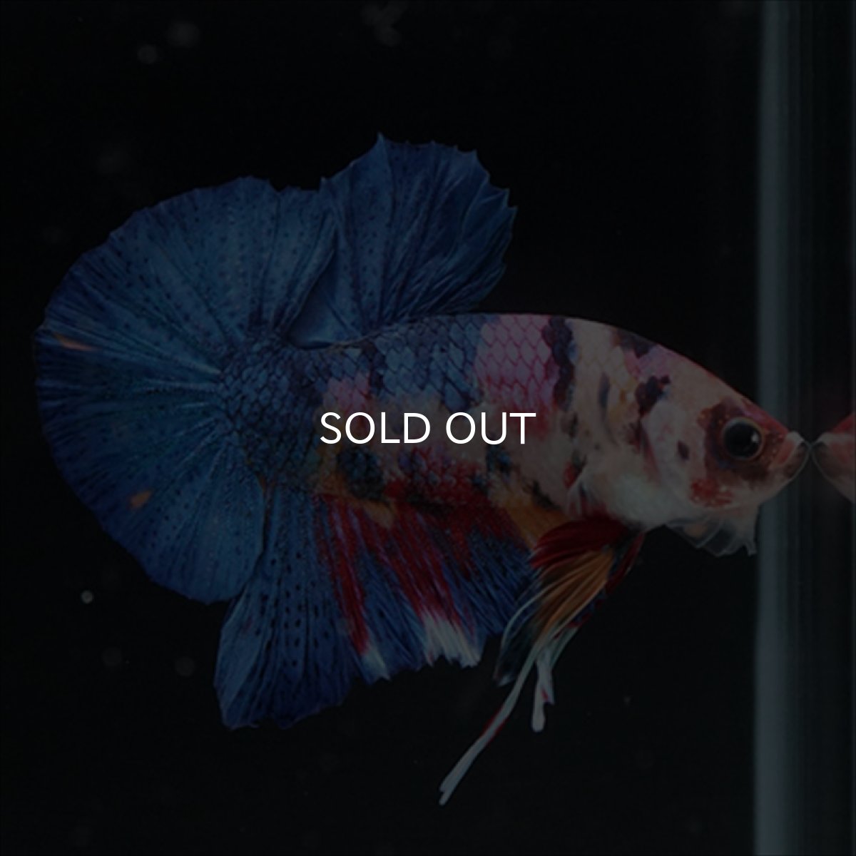 画像2: HMPK キャンディギャラクシー (2)