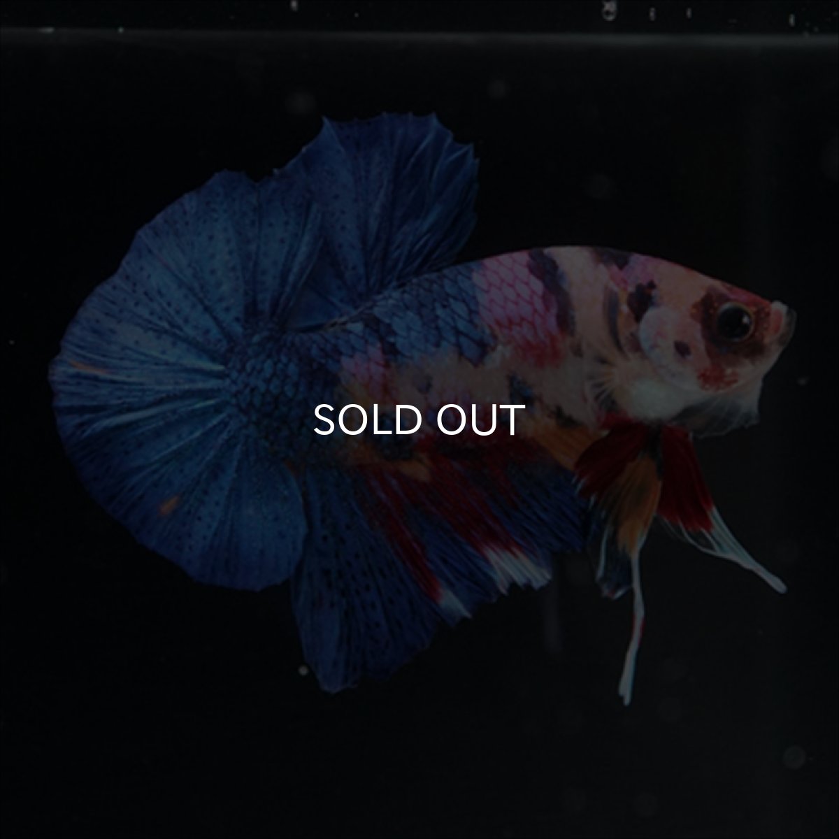 画像5: HMPK キャンディギャラクシー (5)