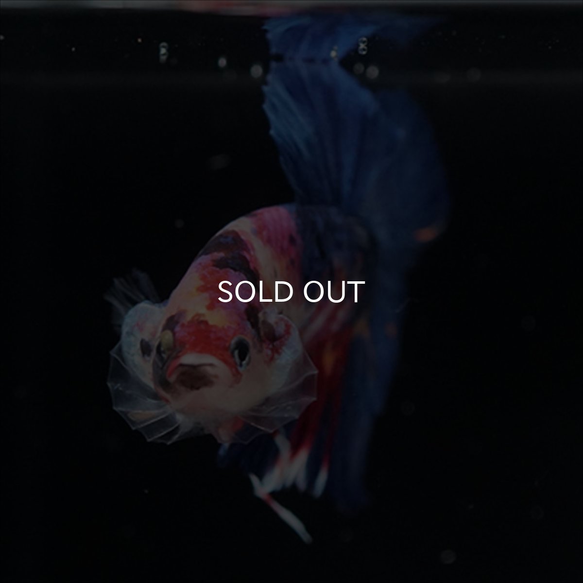 画像4: HMPK キャンディギャラクシー (4)