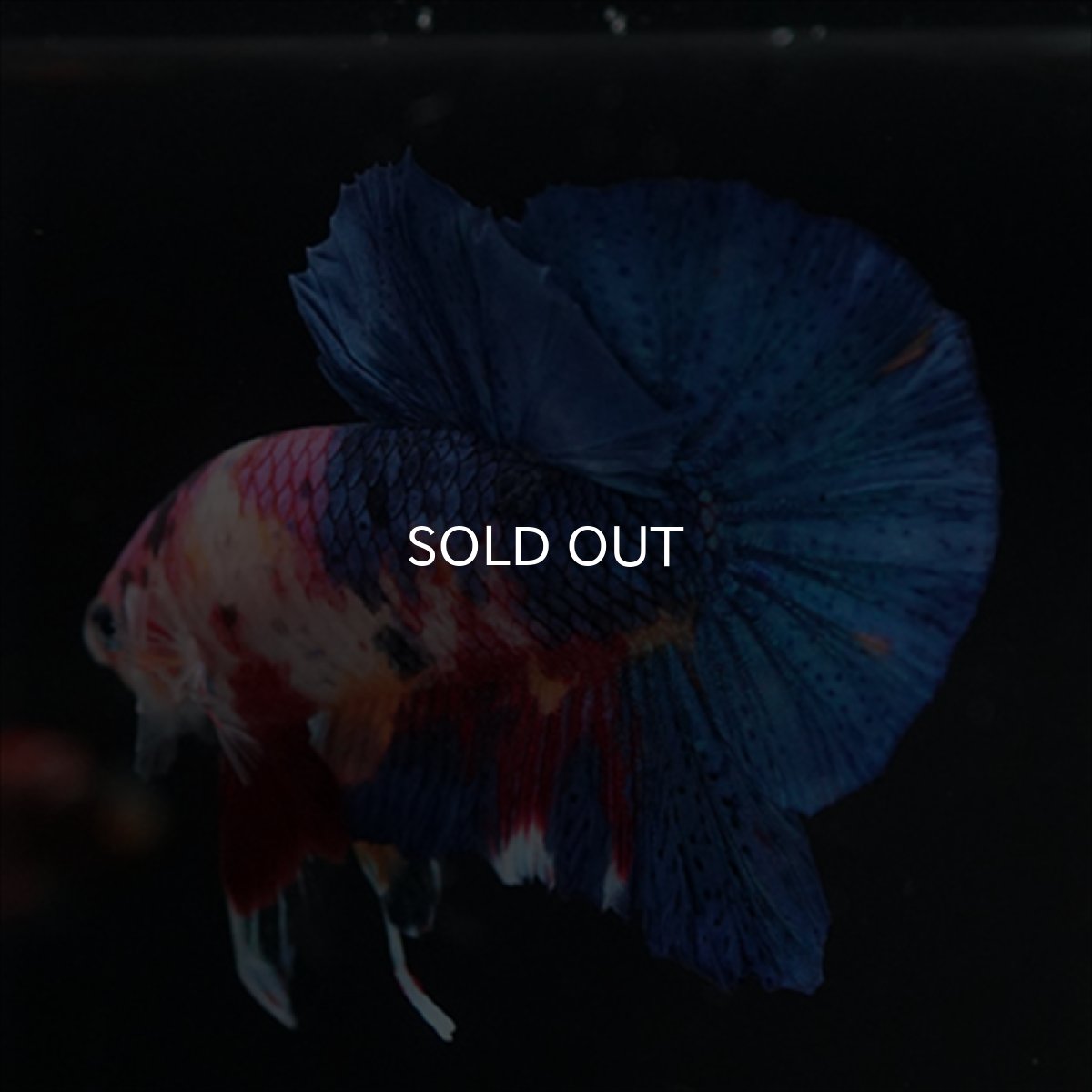 画像3: HMPK キャンディギャラクシー (3)