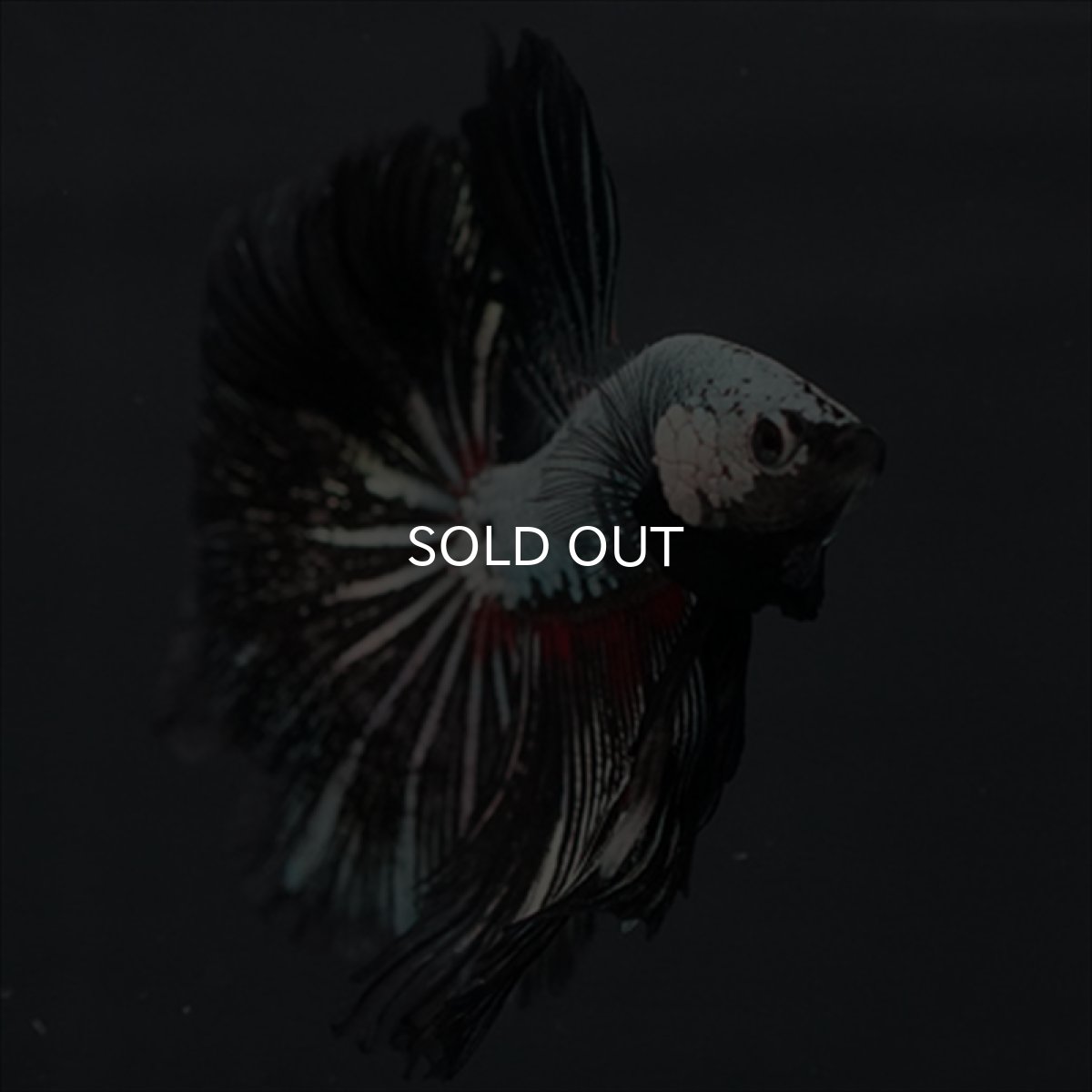 画像11: HM プラチナブラックレッドドラゴン (11)