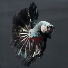 画像11: HM プラチナブラックレッドドラゴン (11)