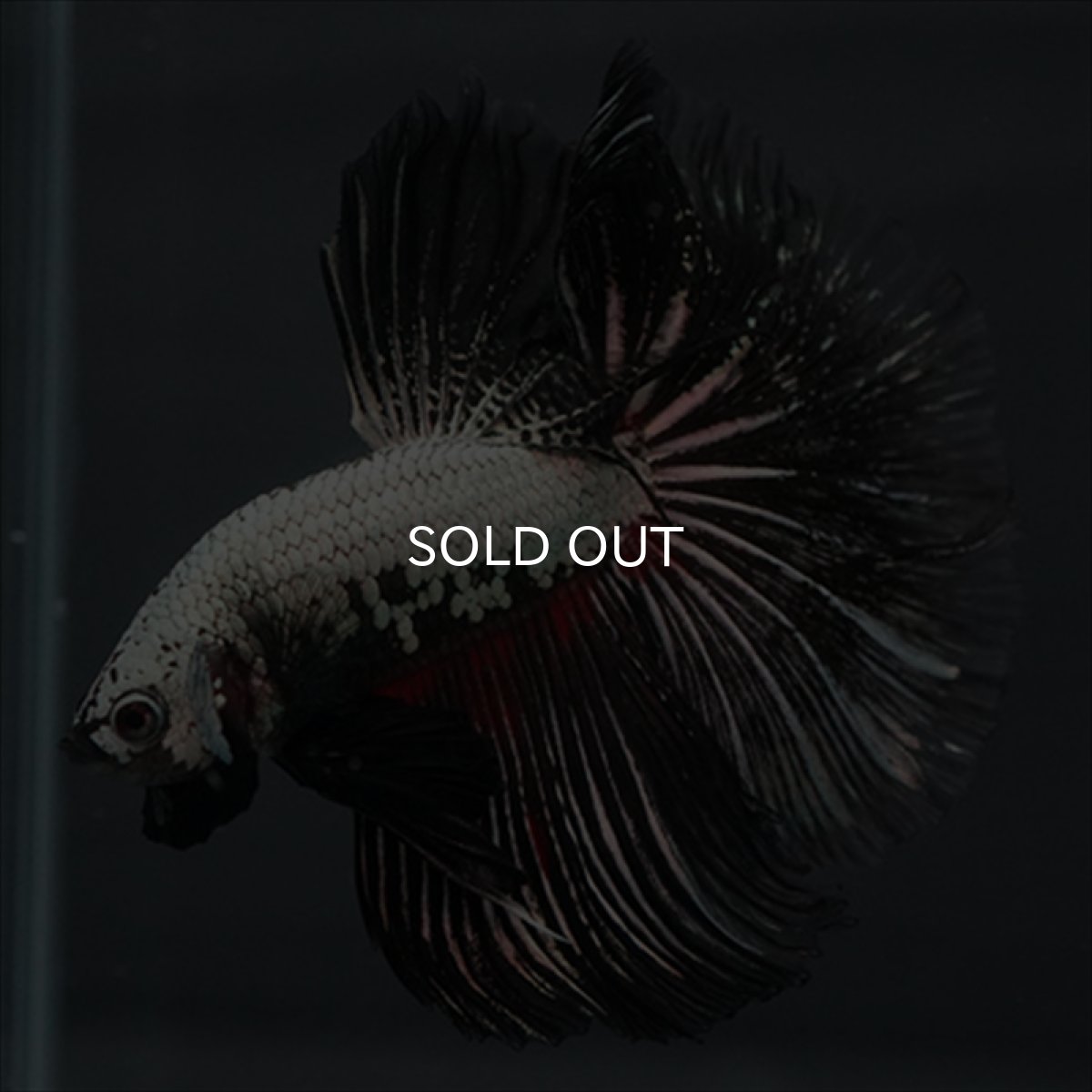 画像10: HM プラチナブラックレッドドラゴン (10)