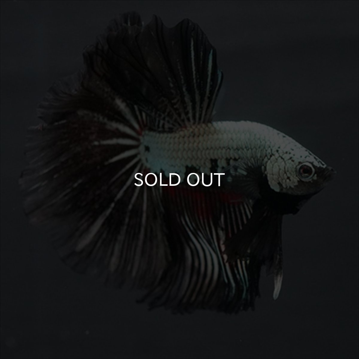 画像9: HM プラチナブラックレッドドラゴン (9)