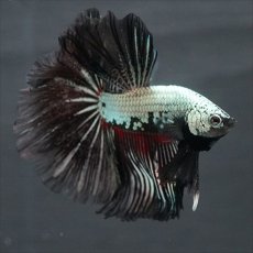 画像9: HM プラチナブラックレッドドラゴン (9)