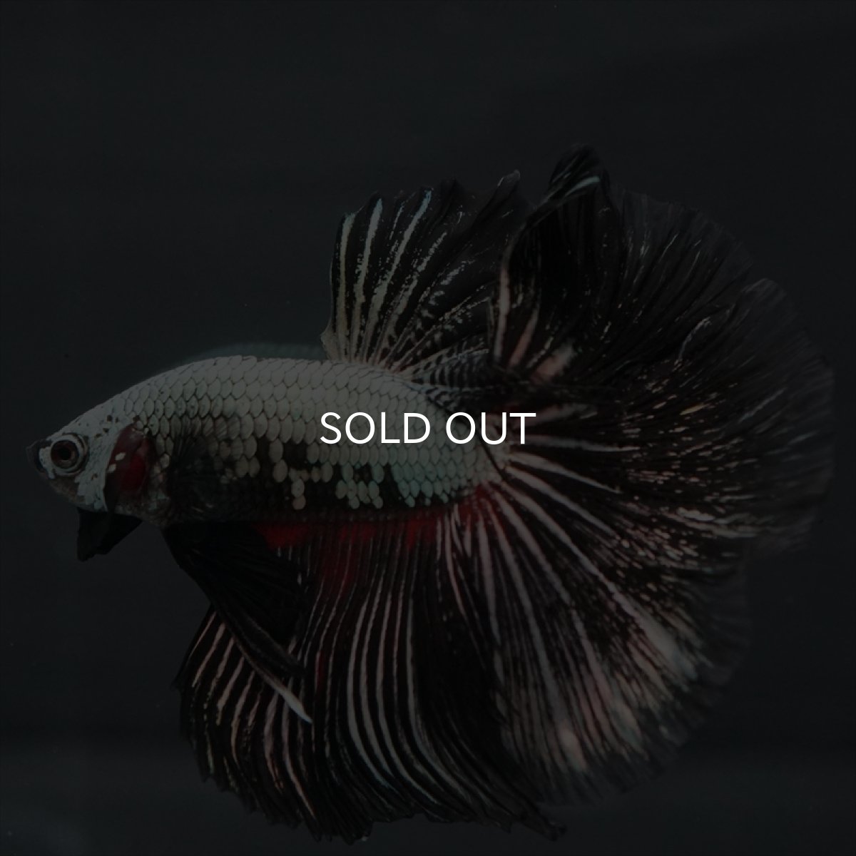 画像2: HM プラチナブラックレッドドラゴン (2)