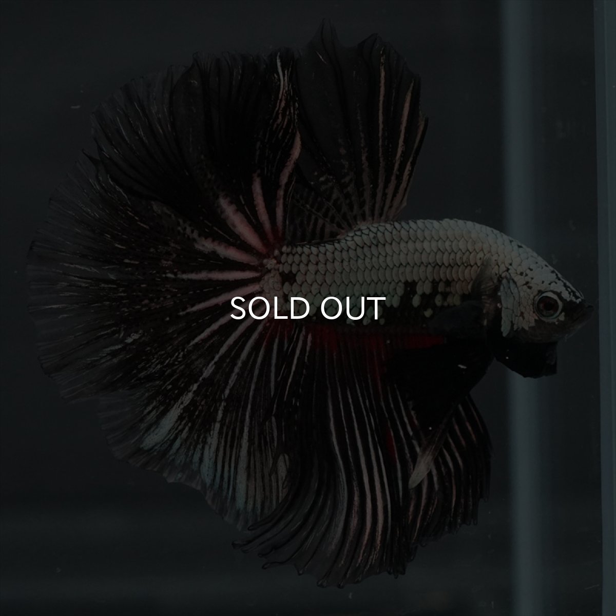 画像8: HM プラチナブラックレッドドラゴン (8)